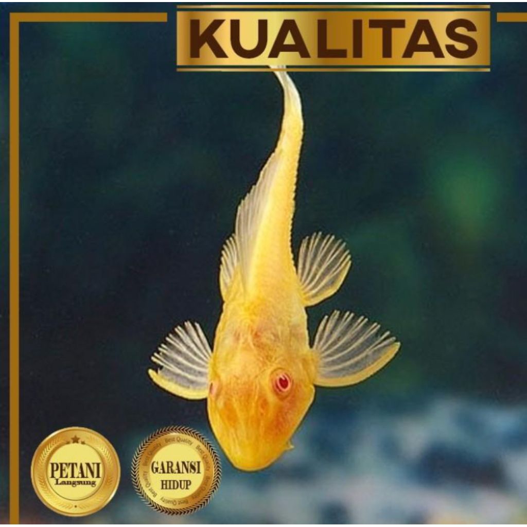 Pleco Albino Ikan Hias Aquarium Aquascape