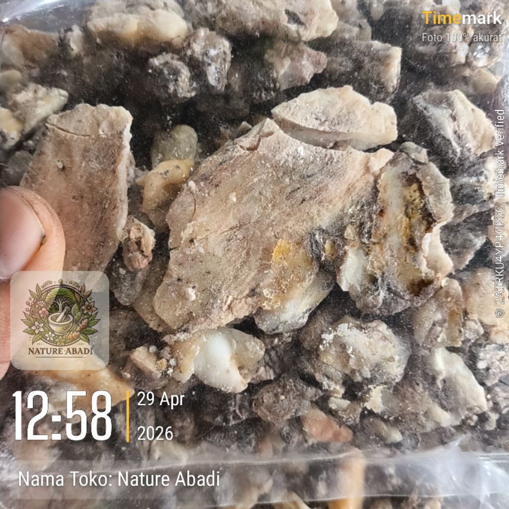 Grosir Murah Getah Kemenyan Putih Madu Wangi Harum Menyan Putih - Samosir Tapanuli Asli Grade A