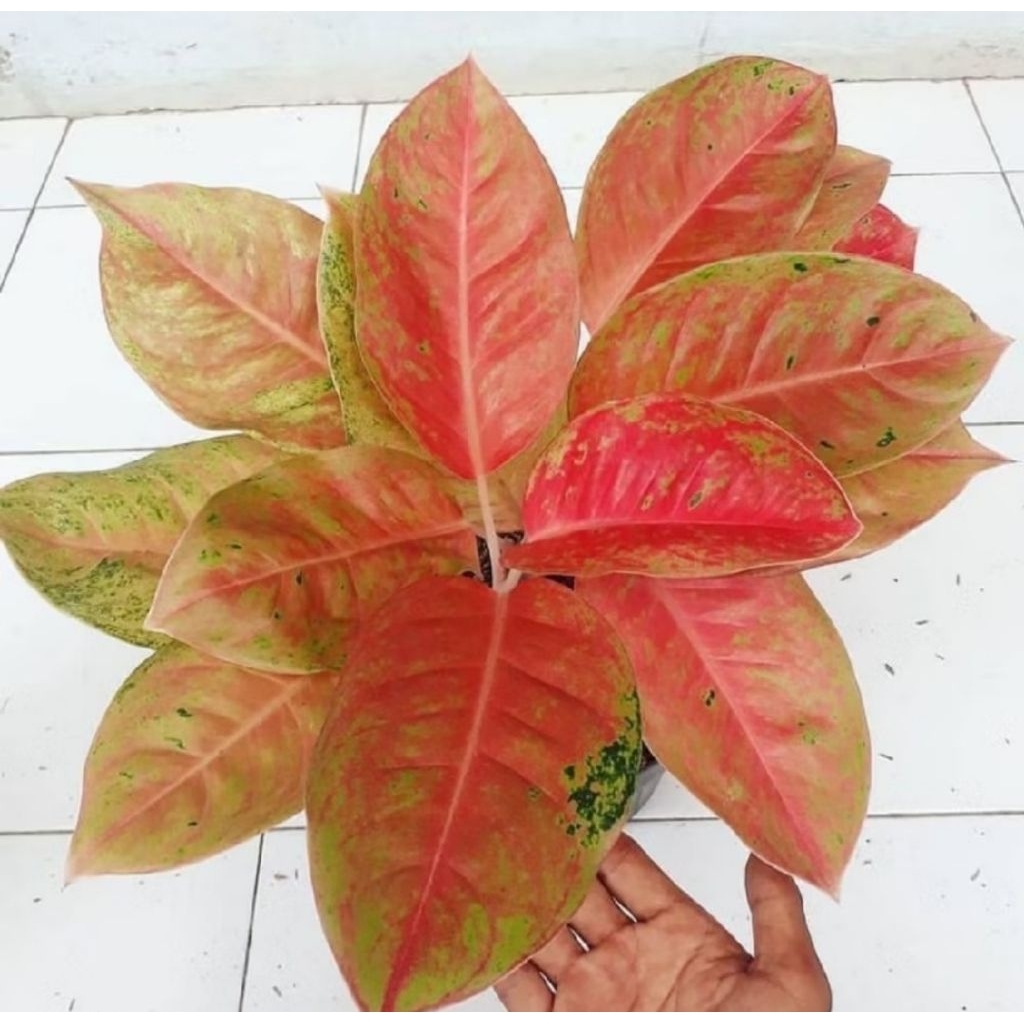 Aglonema Big Roy Pink – Daun Besar Pink Elegan | Tanaman Hias Indoor Premium