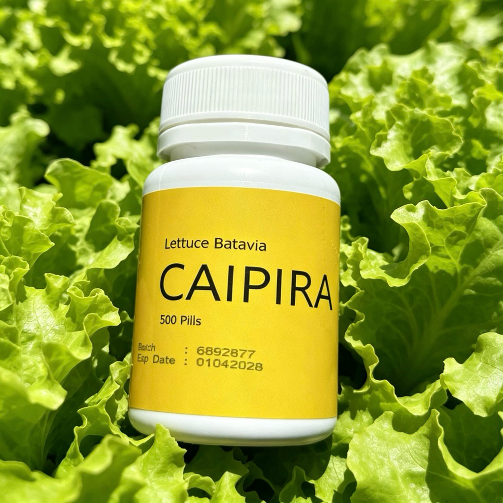 Benih Selada CAIPIRA 500 Pills f1 original by Enza Zaden import
