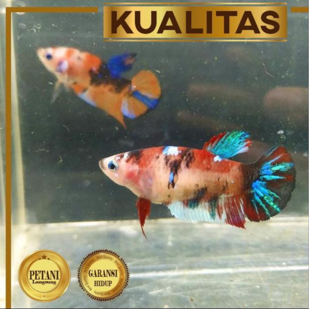 10 ekor Cupang Betina Multicolor Ikan Hias