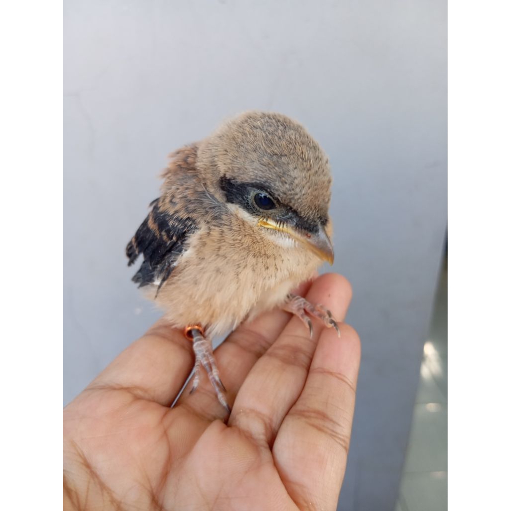 ANAKAN TOED - ANAKAN BURUNG CENDET - KHUSUS INSTAN SEBANDUNG RAYA