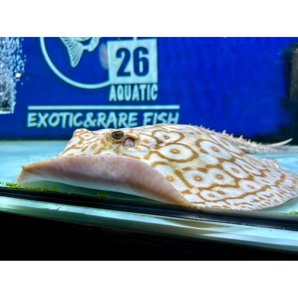 Pearl Albino Stingray | Ikan Pari Air Tawar