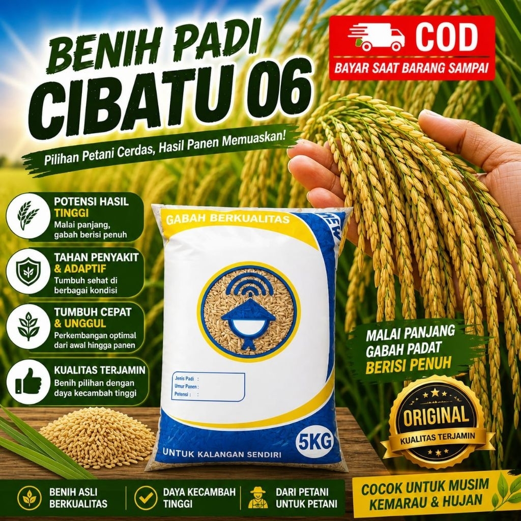 padi Cibatu 06