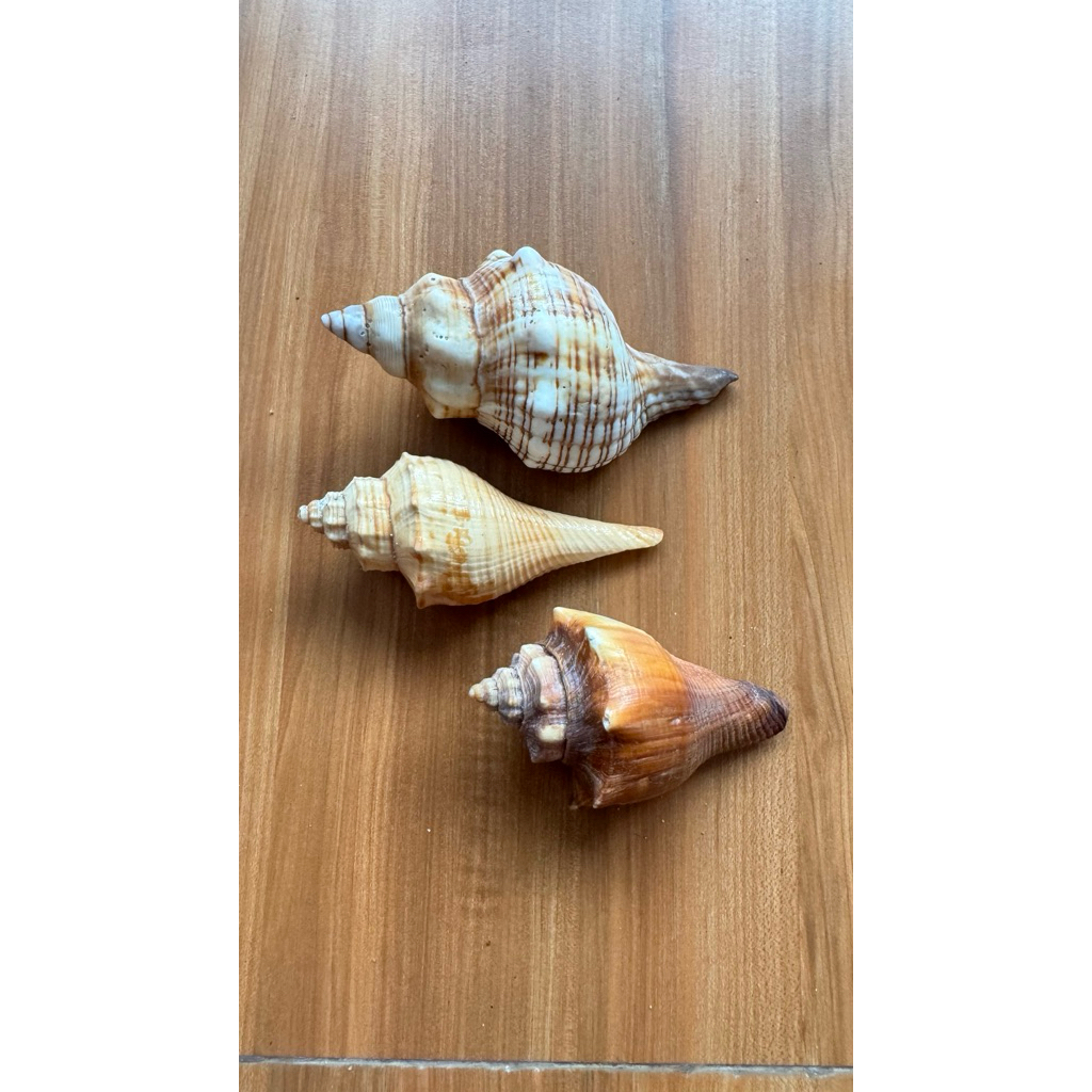 Perlatus herbal