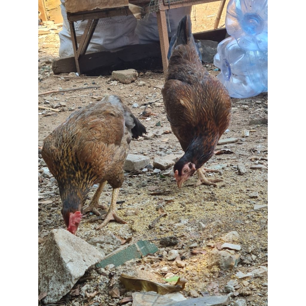 ayam KUB indukan betina bobot kurleb 2 kg