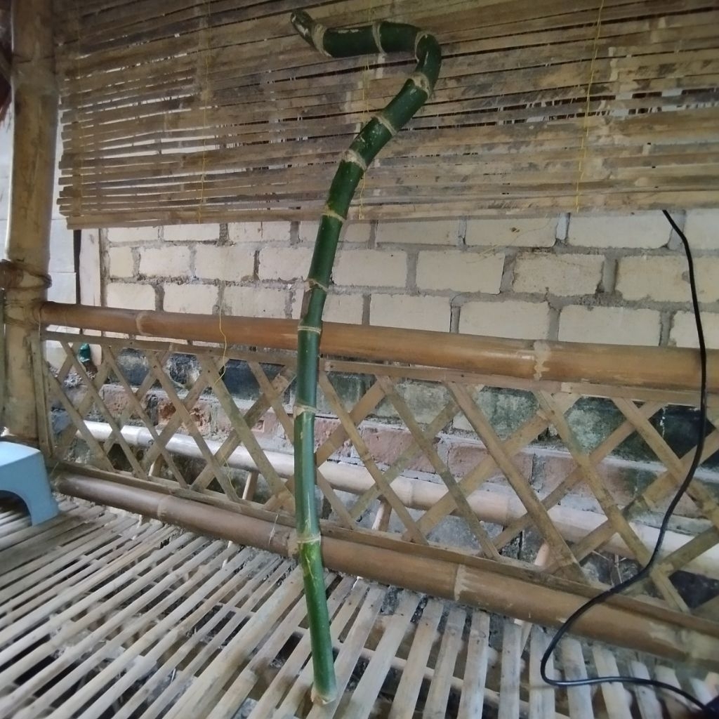 TONGKAT BAMBU UNIK SEPERTI ULAR