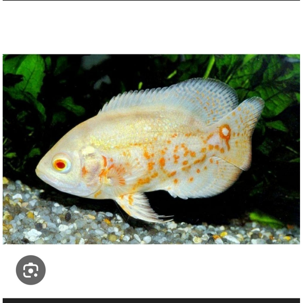 IKAN PREDATOR OSCAR TIGER ALBINO