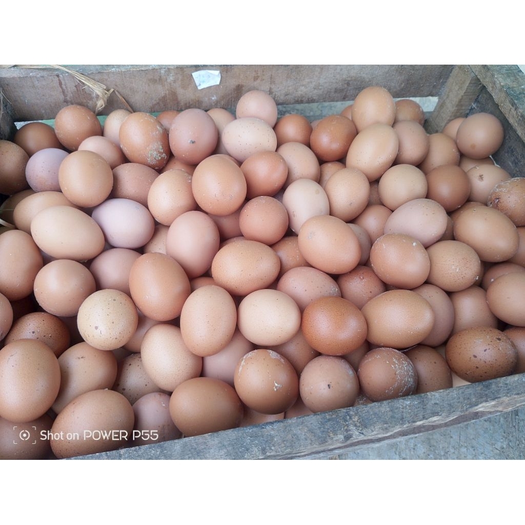 Telur ayam negeri 1kg