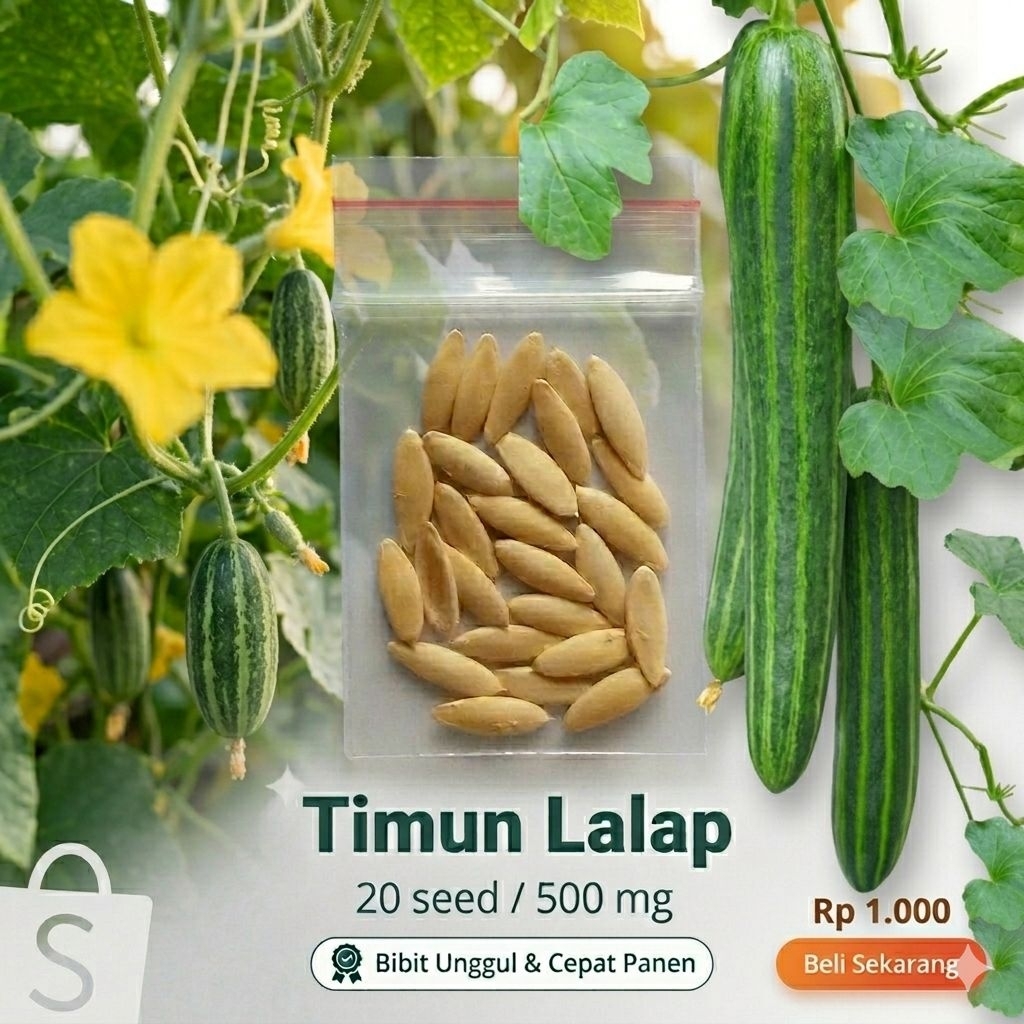 Bibit Timun Krai premium