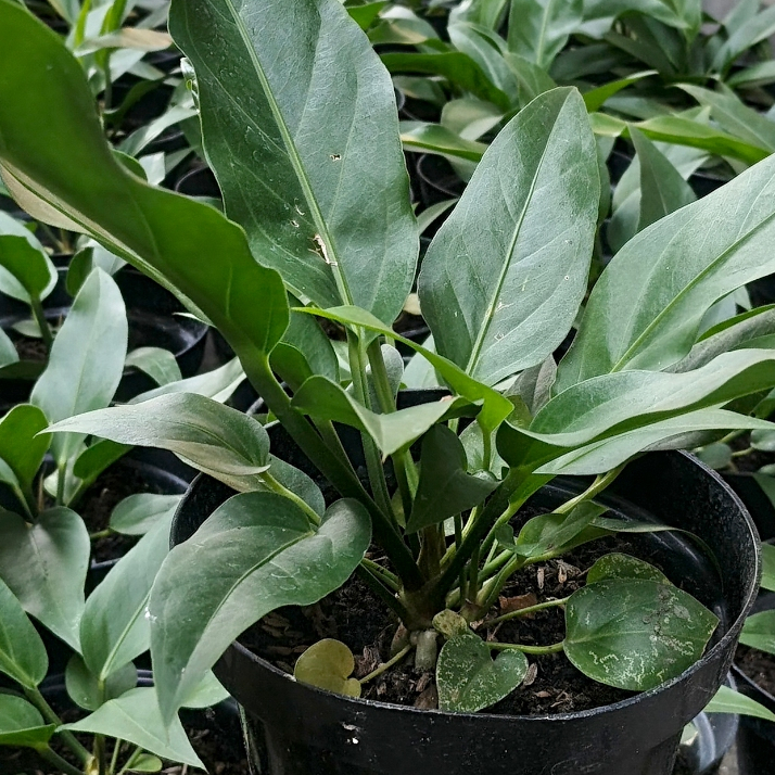 Anthurium Hookeri