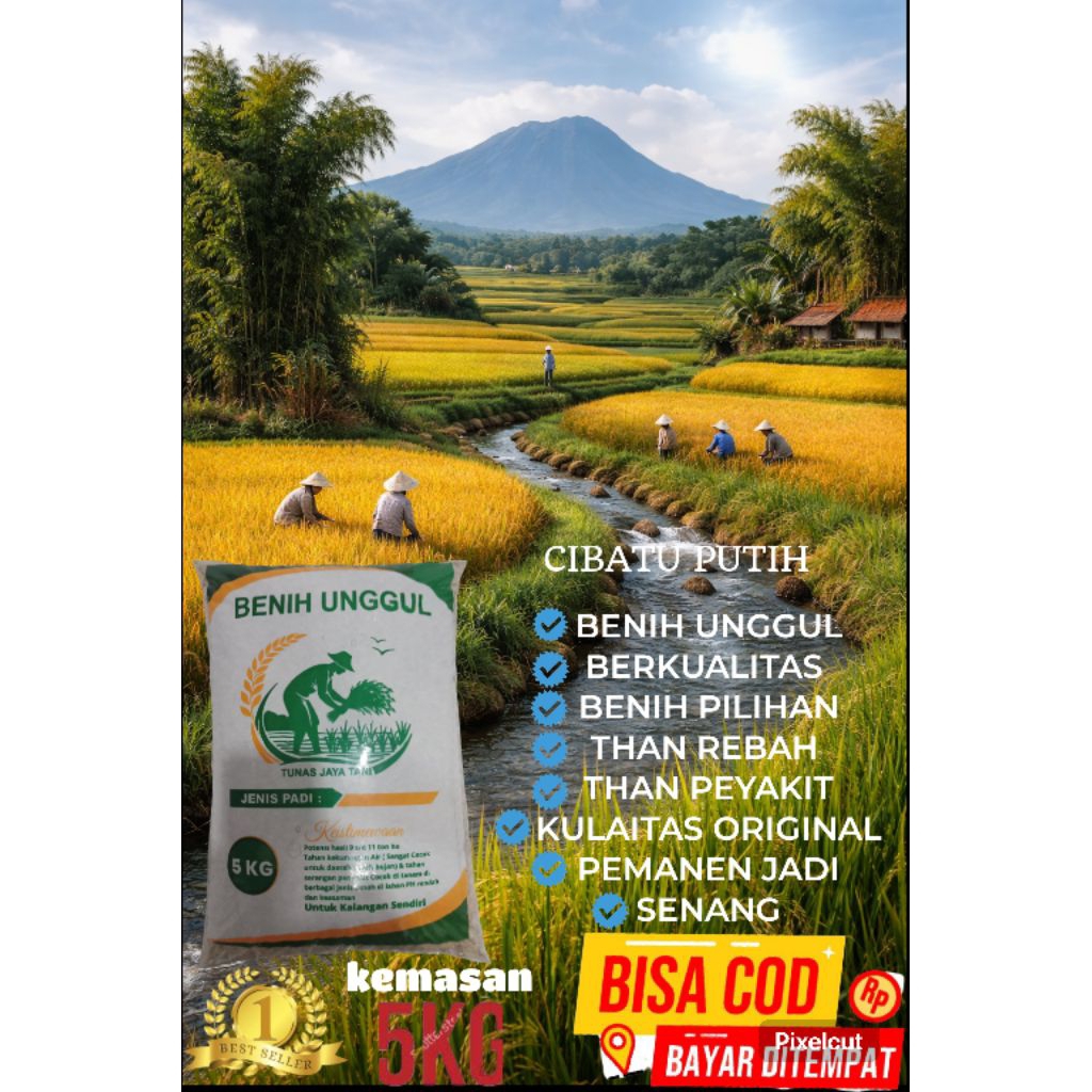 benih padi CIBATU PUTIH kemasan 5kg
