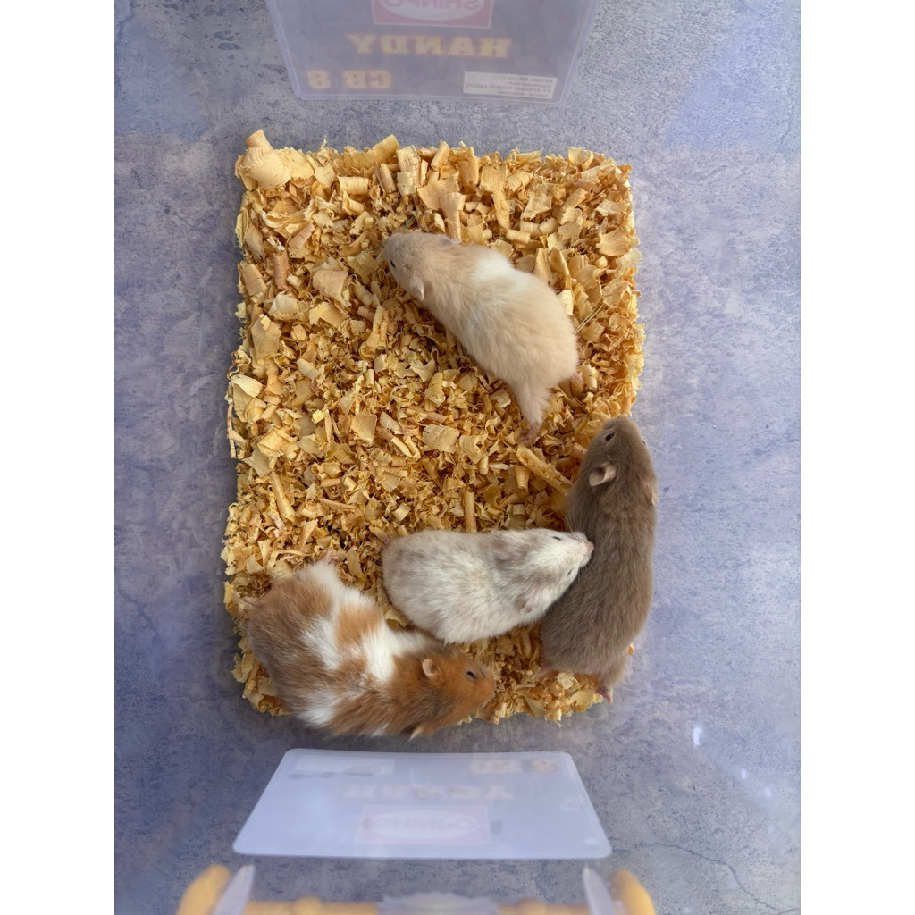Hamster Syirian Shorthair Anakan