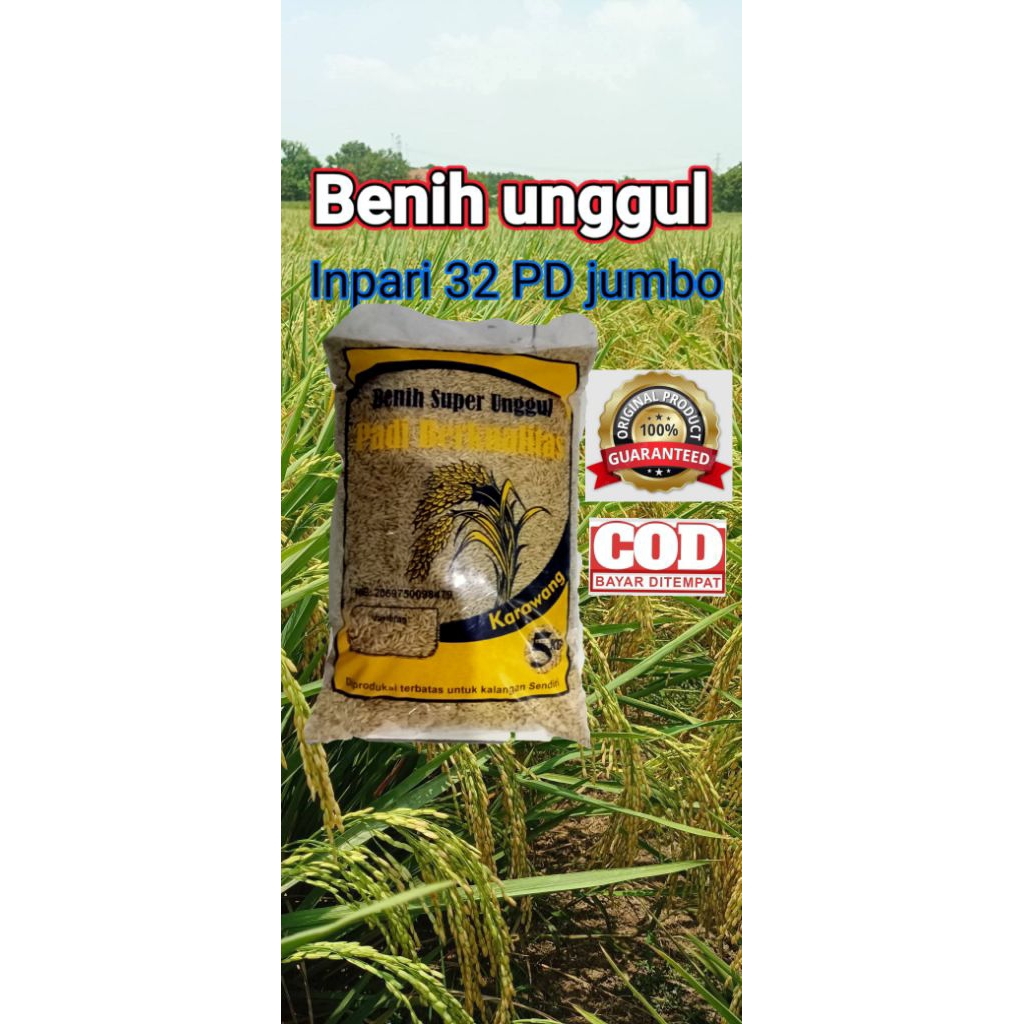 Bibit Benih Padi Inpari 32 PD jumbo Berkualitas Super Kemasan 5Kg