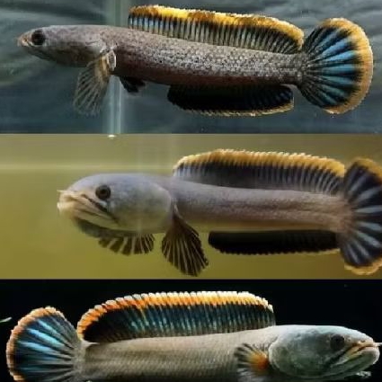 Limbata 8cm Bahan Rim Gondrong tebal hiasan aquarium