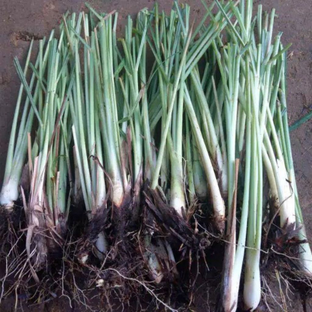 bibit serai masak perbibit