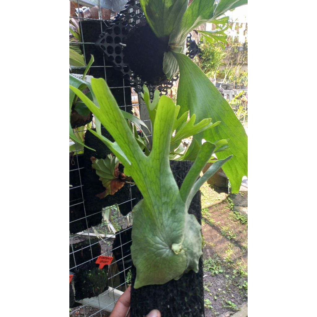 platycerium wandae/tanduk rusa wandae
