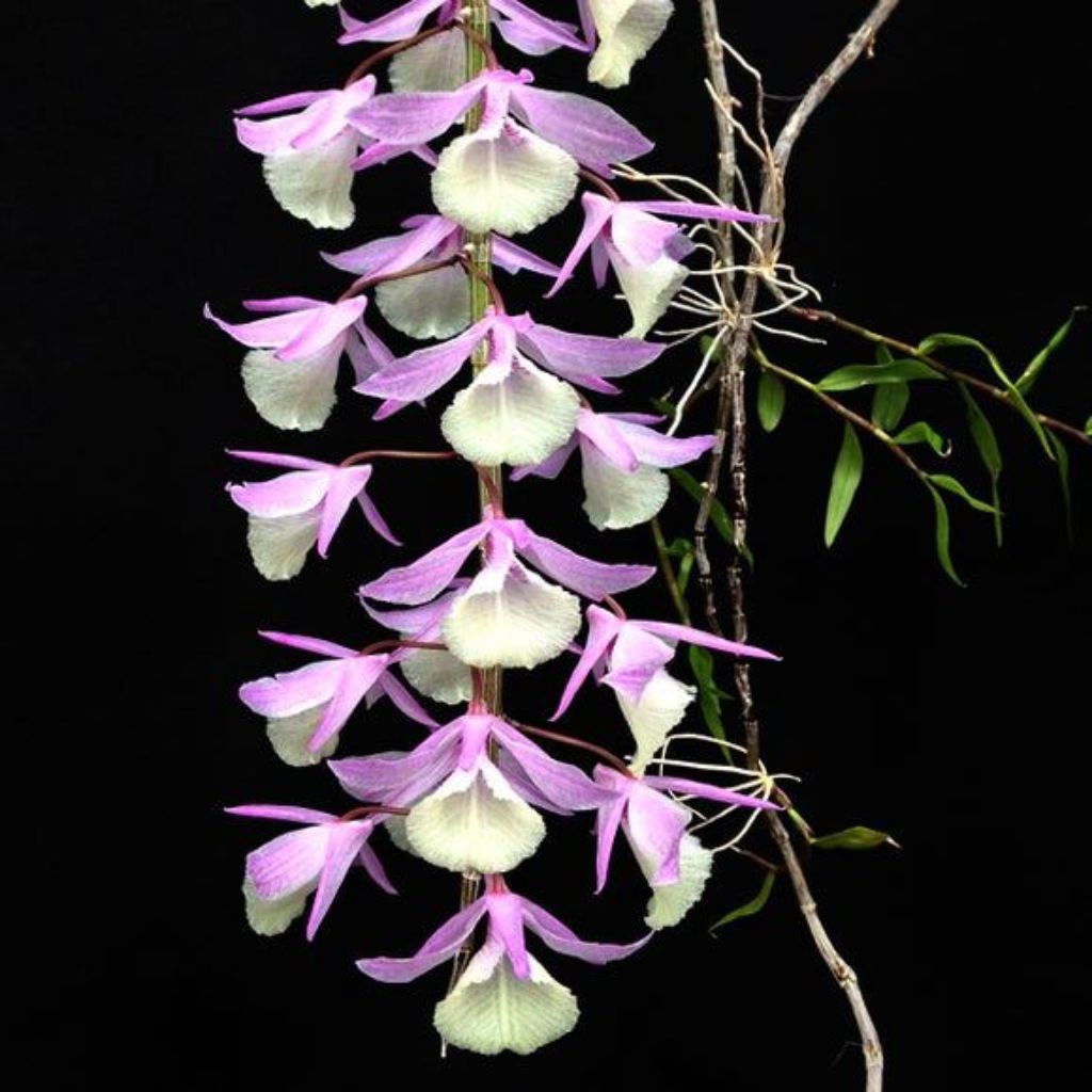 anggrek aphyllum