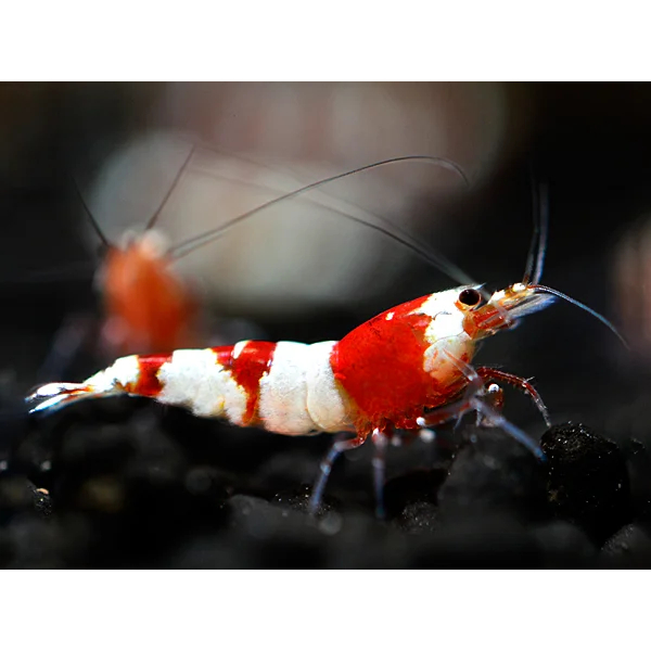 Udang Hias Red Bee / Udang Hias Air Tawar / Udang Hias Aquscape