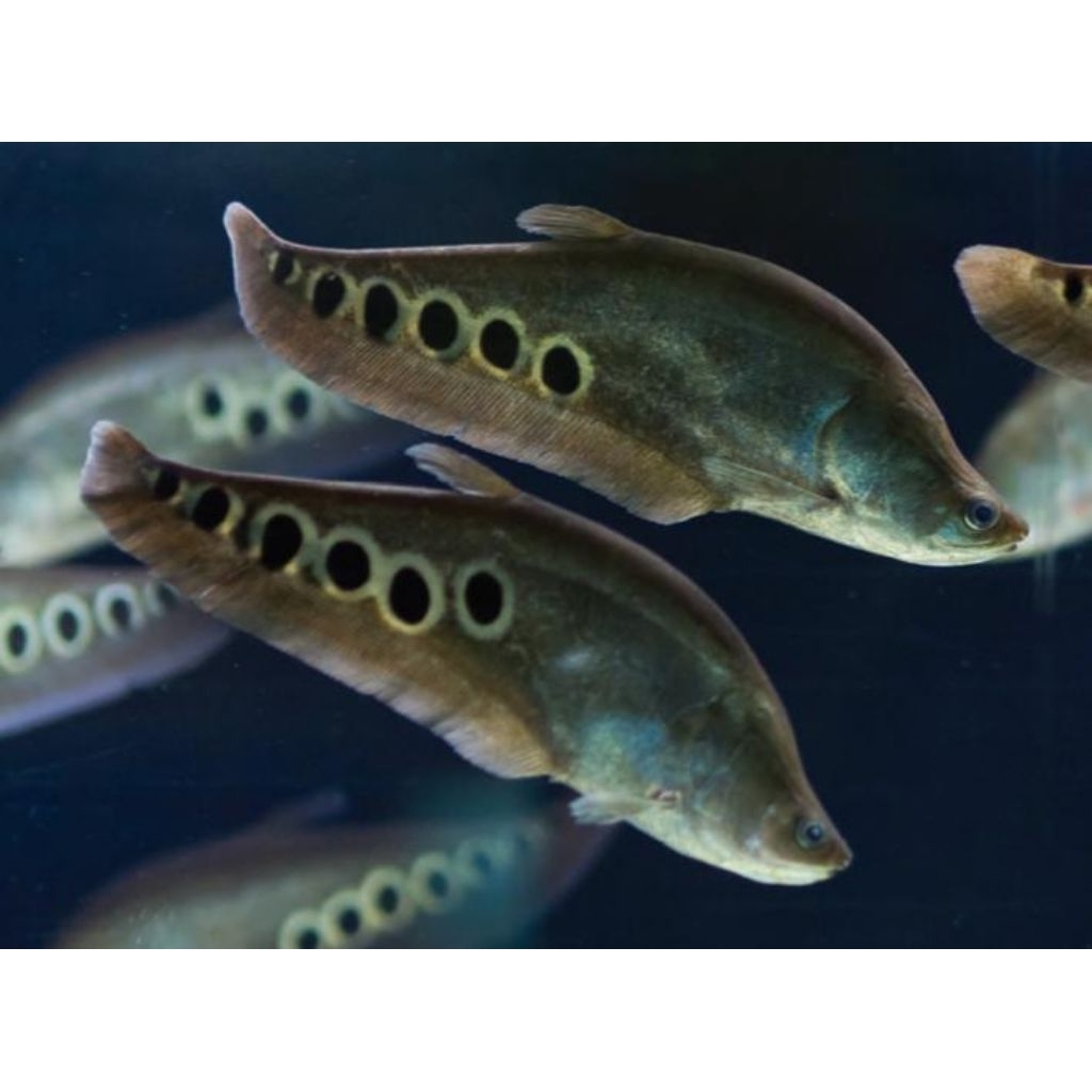 TERLARIS, ikan Belida , ikan hias air tawar aquarium dan Aquascape