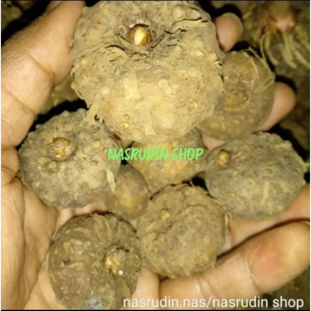 (1KG) BIBIT PORANG ASLI ISI 5-15 BIJI SIAP TANAM / BIBIT UMBI PORANG KUALITAS DORMAN NO1 PROMO SEKAL
