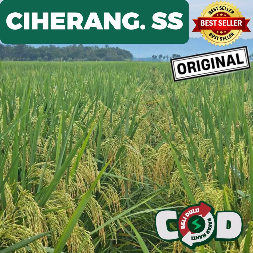 Bibit Benih Padi Ciherang SS (Sangat Super) Kualitas Unggul Premium Kemasan 5kg