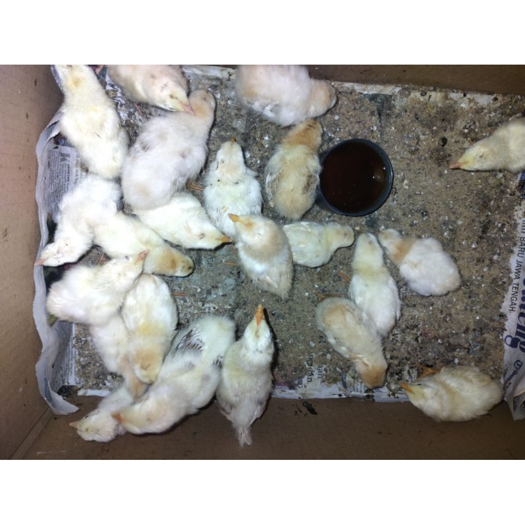 DOC ayam Elba