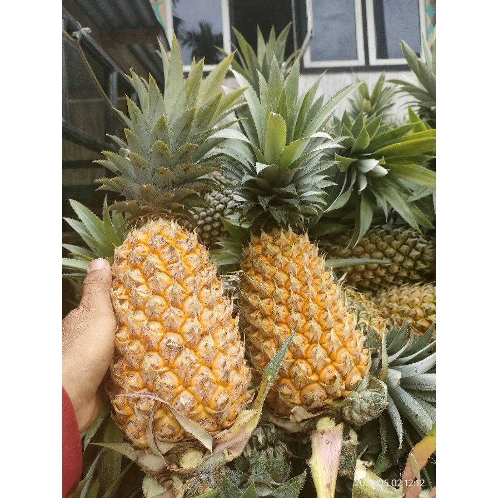 Nanas Madu Super Jumbo