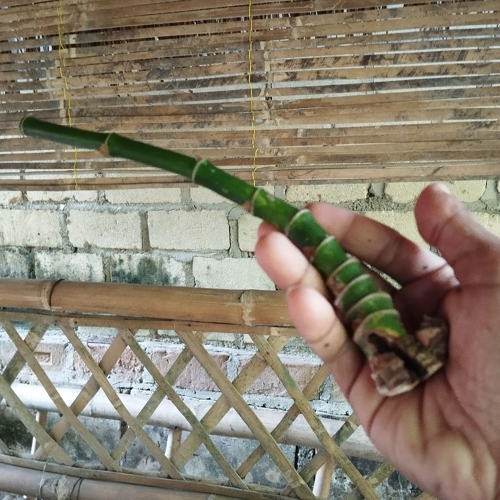 BAMBU LANGKA BOLONG ROSPENDEK