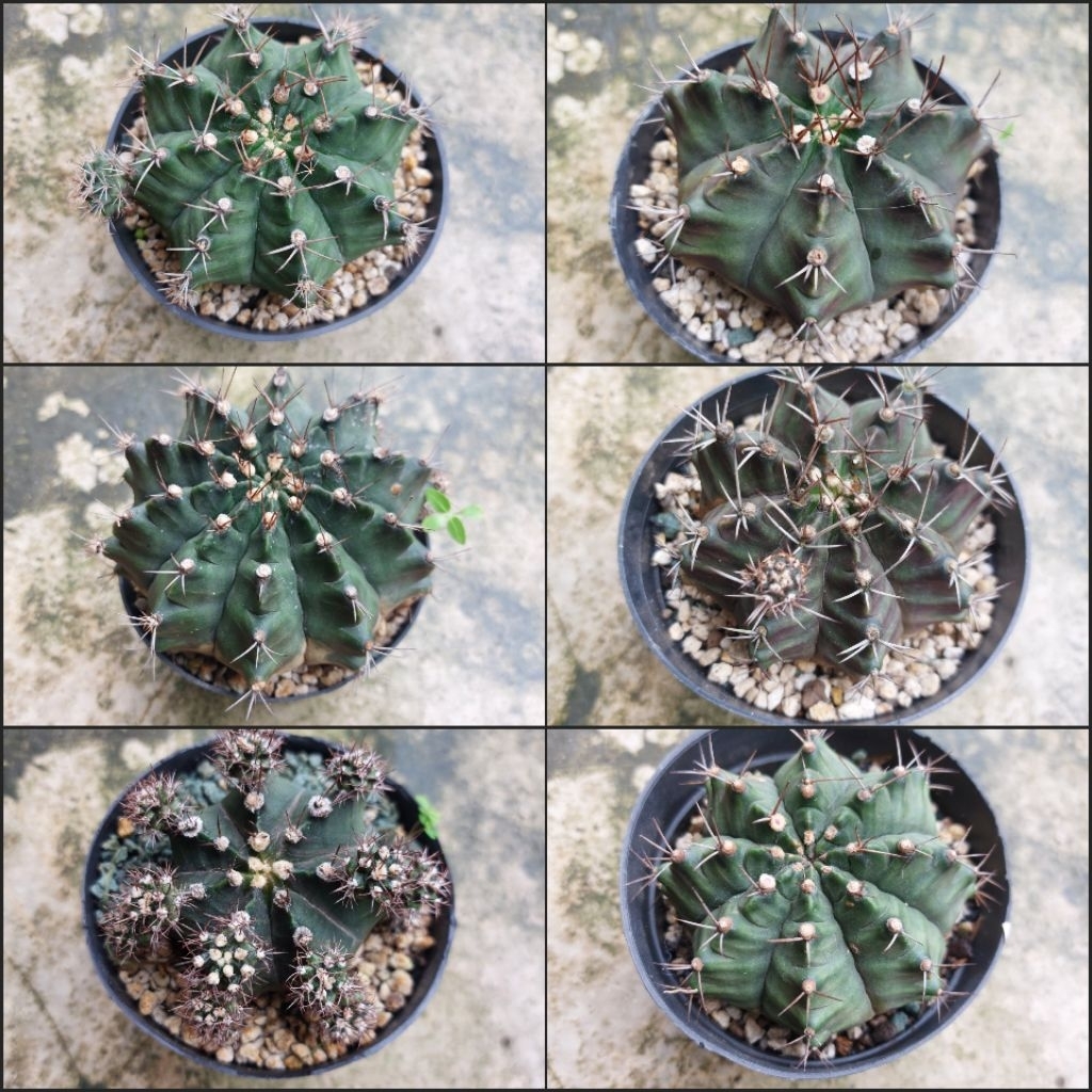 Gymno Minahovicii kaktus Palembang Sukulen Lucu Gymnocalycium gymno ukuran Indukan