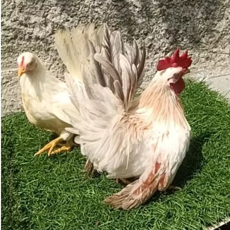 ayam kate sepasang muda