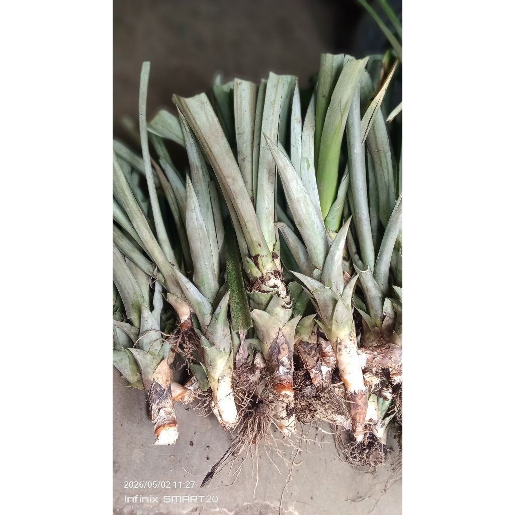 bibit nanas variatas smhot ceyena/bogor