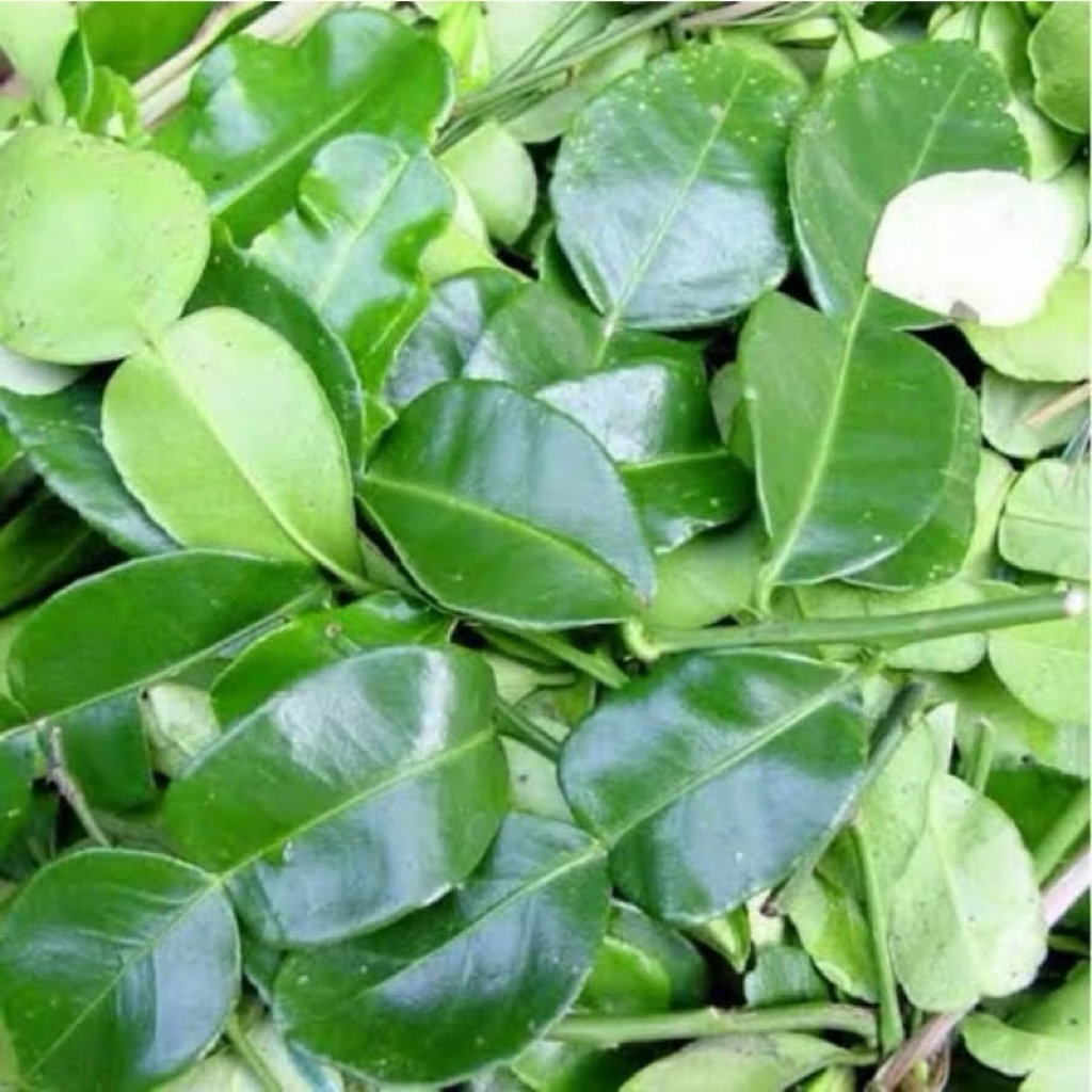 DAUN JERUK PURUT SEGAR 1 KG