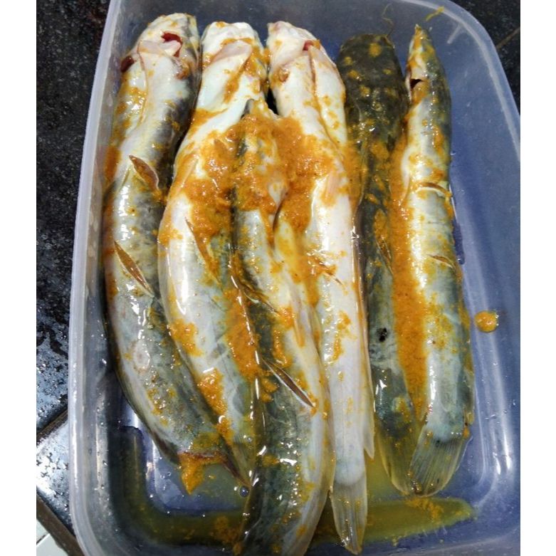 LELE MARINASI / LELE Bumbu Kuning
