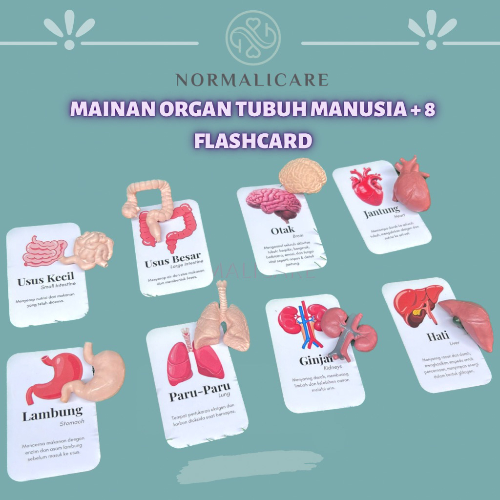 [ READY STOCK ] Mainan Edukasi Organ Tubuh Manusia Anak + 8 Flashcard | Miniatur Organ Tubuh Manusia