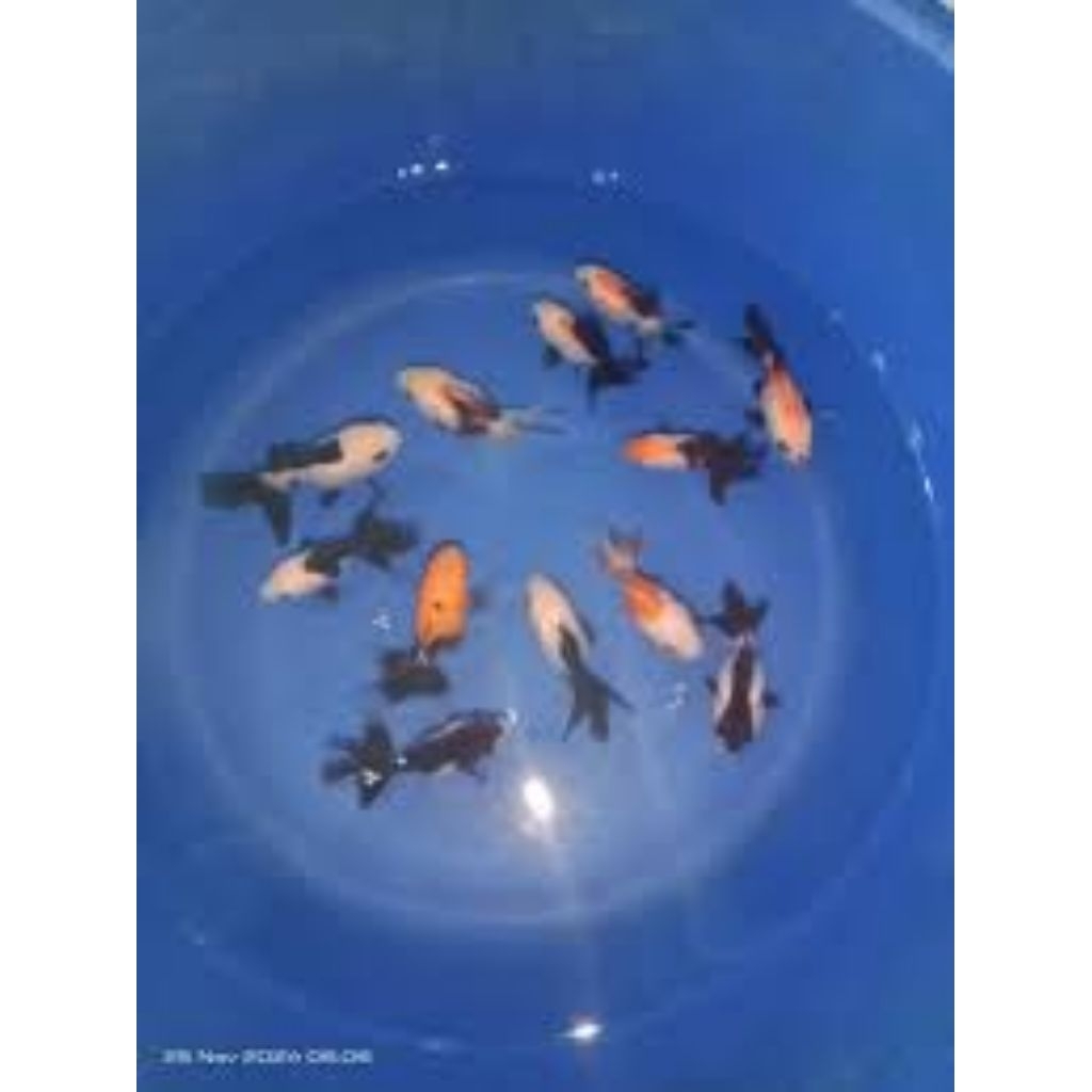 Koki panda / oranda panda / panda tricolor Grade A Short Body Gembul