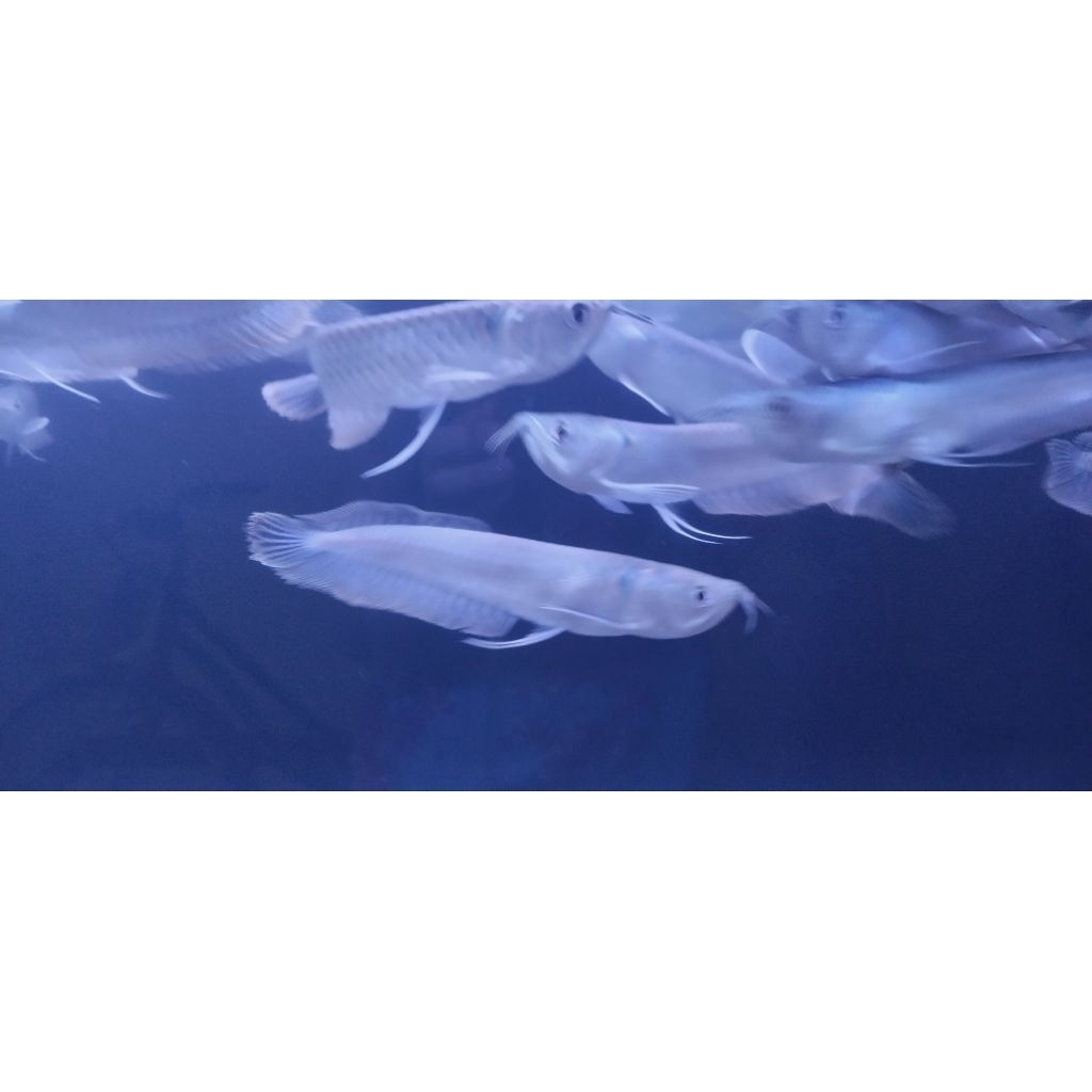 IKAN ARWANA SILVER SIZE 14-16CM