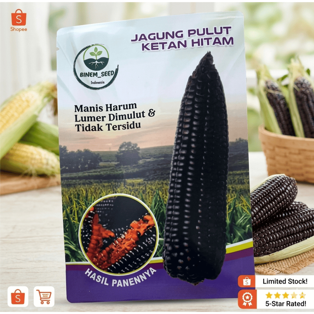 BENIH JAGUNG PULUT KETAN HITAM