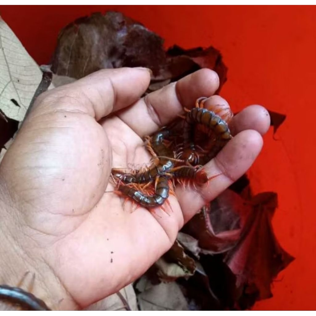 Kelabang Hidup (GARANSI HIDUP) UKURAN 8-12 CM