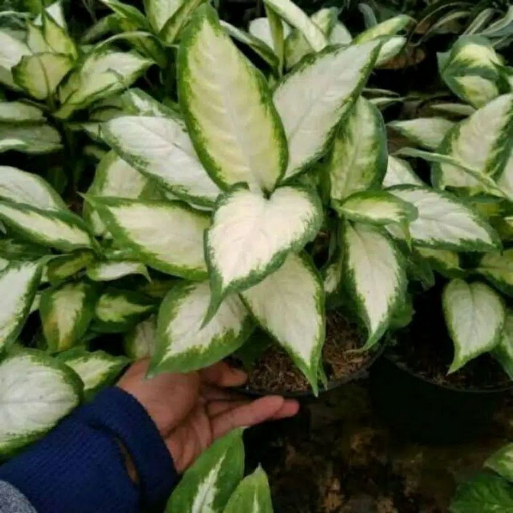 PROMO BISA (COD) AGLONEMA DIVEN TISU/ BLANCENG PUTIH RIMBUN
