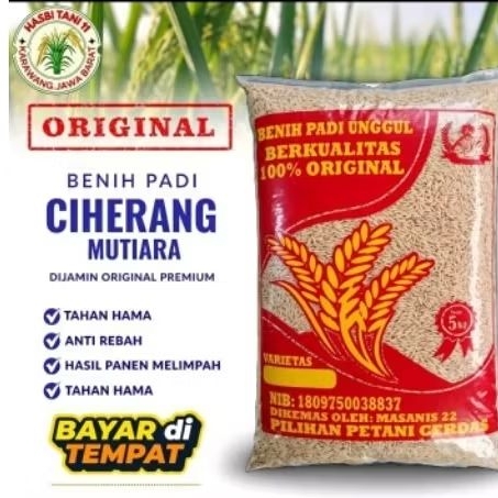 BENIH PADI CIHERANG MUTIARA BERKUALITAS KEMASAN 5KG