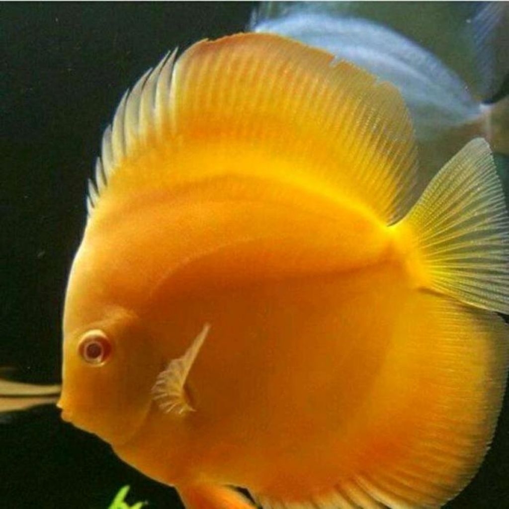 Pembersih Aquarium Discus Yellow Golden