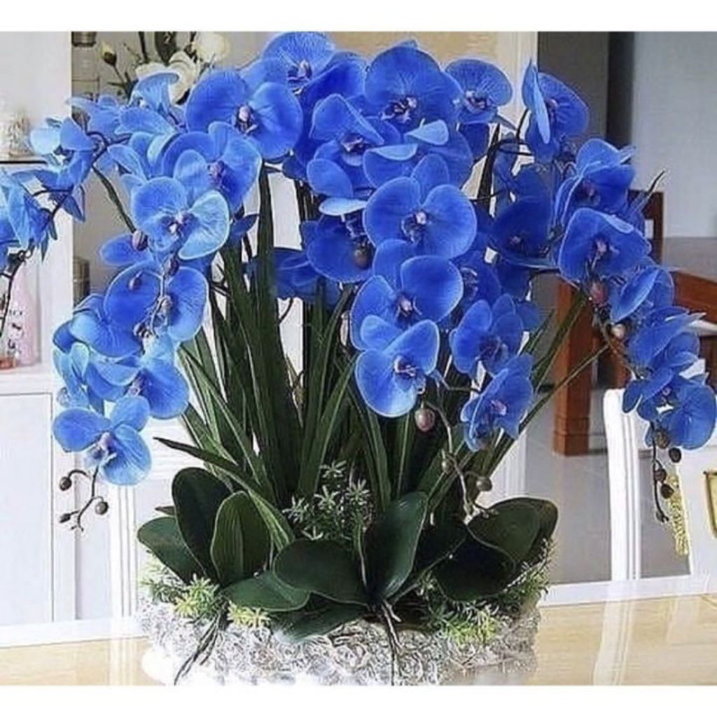 bibit pohon anggrek bulan berwarna biru cerah.pohon hiasan taman, rumah, ruangan