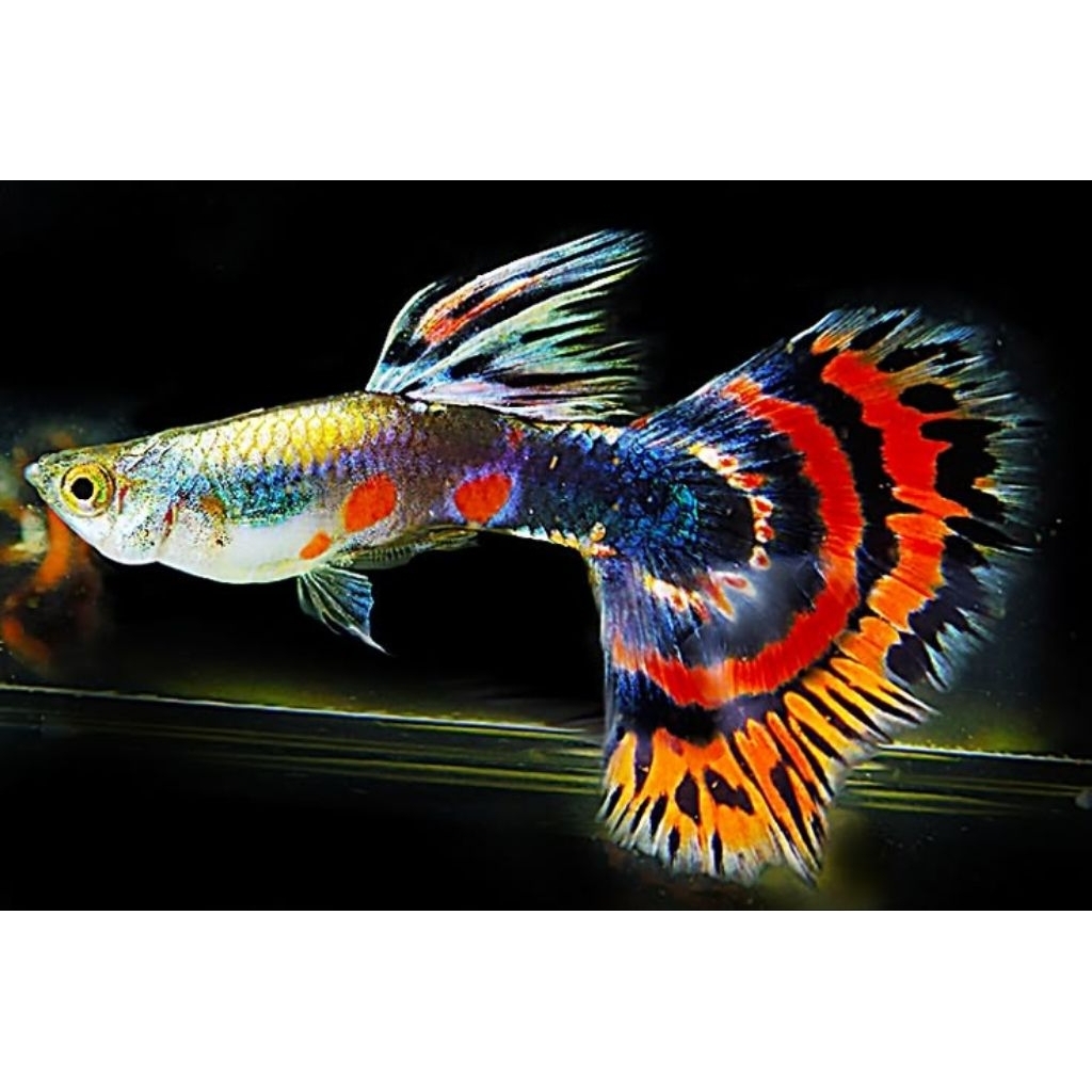 Guppy Platinum Red Mozaik, Guppy Prembe, Hiasan Akuarium