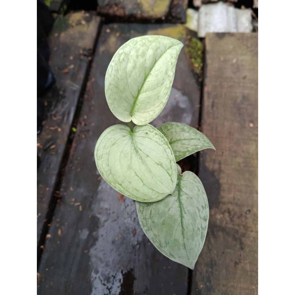 scindapsus silver cloud
