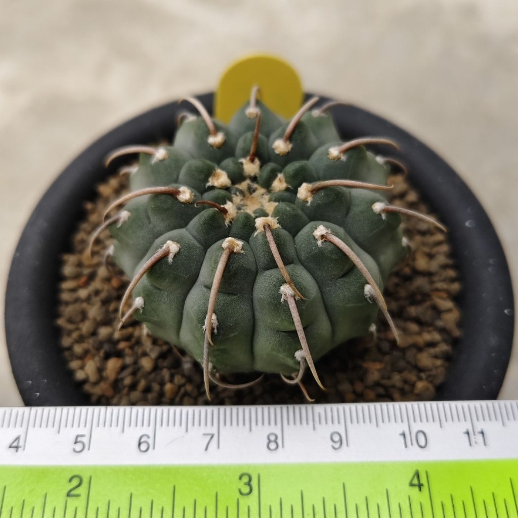 Tanaman Kaktus Gymnocalycium vatteri single spine