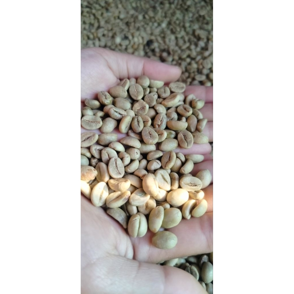 biji kopi murni Temanggung