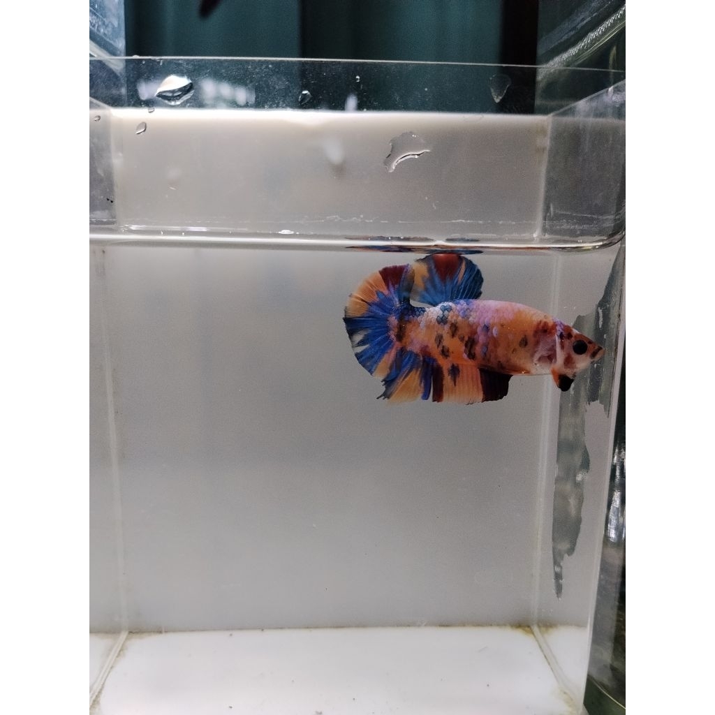 Cupang Jantan Multicolor Top Grade