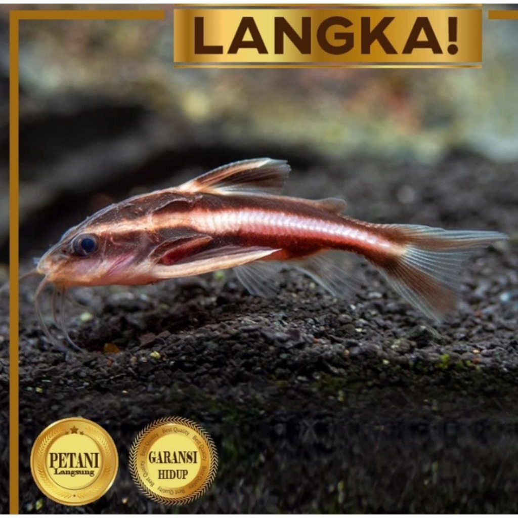Ikan Hias Platydoras Catfish