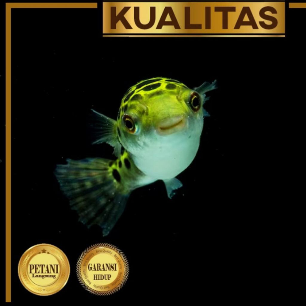 Puffer Fish Ikan Hias Buntal Hiasan Aquarium